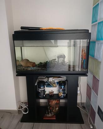 acquario pesci 