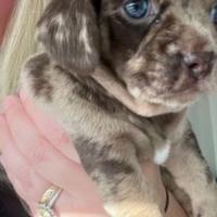 Cuccioli di bassotti merle femmine