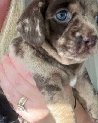 Cuccioli di bassotti merle femmine