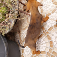 Cuccioli bassotto nano