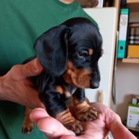 Bassotto - cuccioli con pedigree