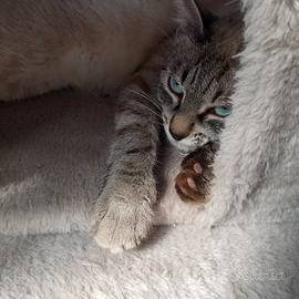 Pulizie domestiche , bar, baby sitter,