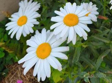 Margherita gigante Leucantheum piante