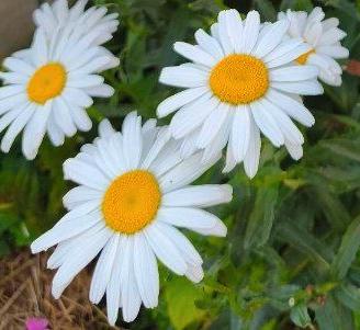 Margherita gigante Leucantheum piante