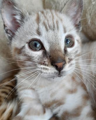 Bengala maschio silver snow lynx wild