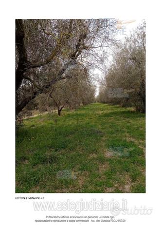 Terreno Agricolo Canino [A4317435]