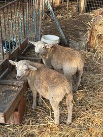 Agnelli texel