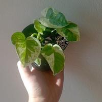 Baby plant di Pothos N'Joy
