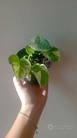 Baby plant di Pothos N'Joy