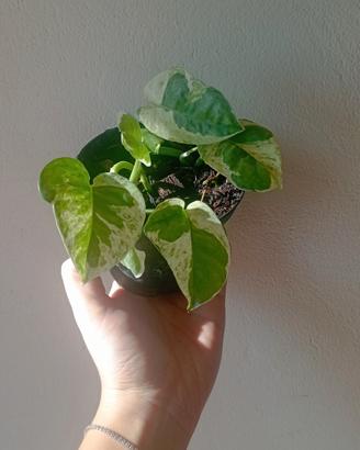Baby plant di Pothos N'Joy