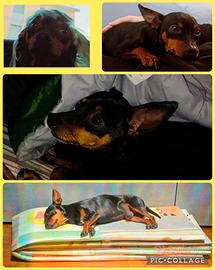 Pinscher nano