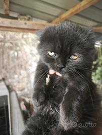 Gattino persiano
