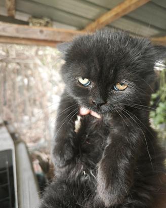Gattino persiano