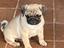 Immagine 6