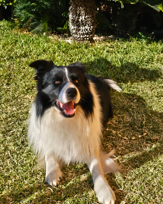 Border collie disponibile per monta
