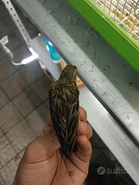 Canarino spagnolo 