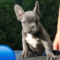 Bulldog francese