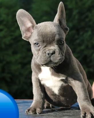 Bulldog francese Maschi