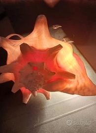 Lampada da tavolo a forma di conchiglia vintage 