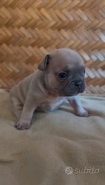 Cuccioli Bulldog Francese Esotico