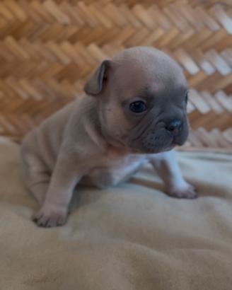 Cuccioli Bulldog Francese Esotico
