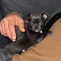 Chiuwawa toy disponibile da subito