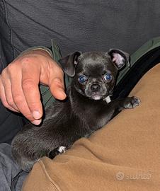 Chiuwawa toy disponibile da subito