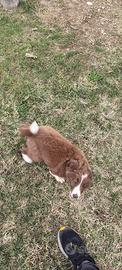 Cuccole e Cuccioli di Border Collie