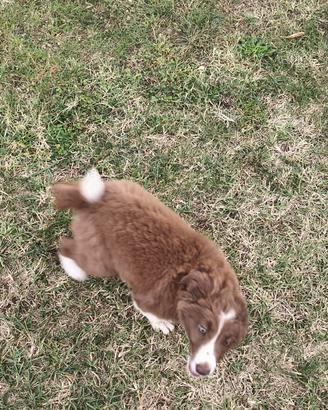 Cuccole e Cuccioli di Border Collie