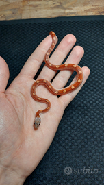 Serpente del grano Bloodred