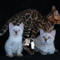 Cuccioli Bengala - Piccoli Leopardi dal Cuore Dolc