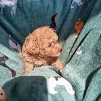 Barboncino fulvo taglia piccola