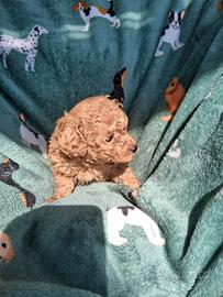 Barboncino fulvo taglia piccola