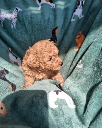 Barboncino fulvo taglia piccola