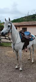 Arabo castrone