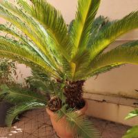 Cycas revoluta matura con cono femminile in vaso