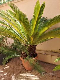 Cycas revoluta matura con cono femminile in vaso