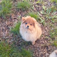 Cuccioli di volpino spitz