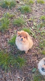 Cuccioli di volpino spitz