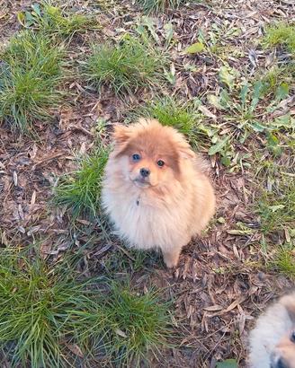 Cuccioli di volpino spitz