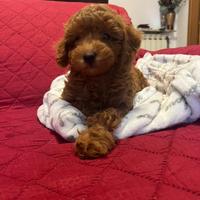 Barboncini maschi red brown toy