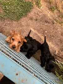 Cuccioli cocker