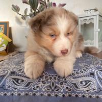 Cuccioli Australian Shepherd