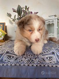 Cuccioli Australian Shepherd