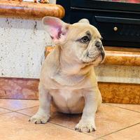 Cuccioli di Bulldog Francese