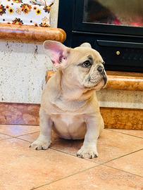 Cuccioli di Bulldog Francese