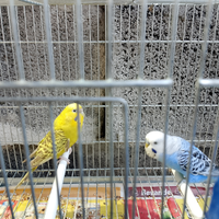Cocoriti