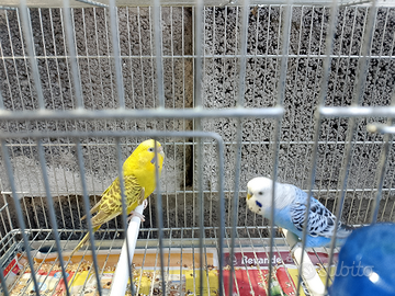 Cocoriti