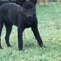 Cuccioli ALTA GENEALOGIA AUSTRALIAN KELPIE