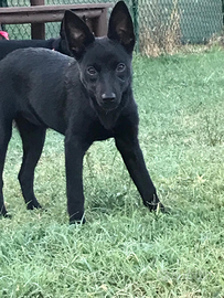 Cuccioli ALTA GENEALOGIA AUSTRALIAN KELPIE